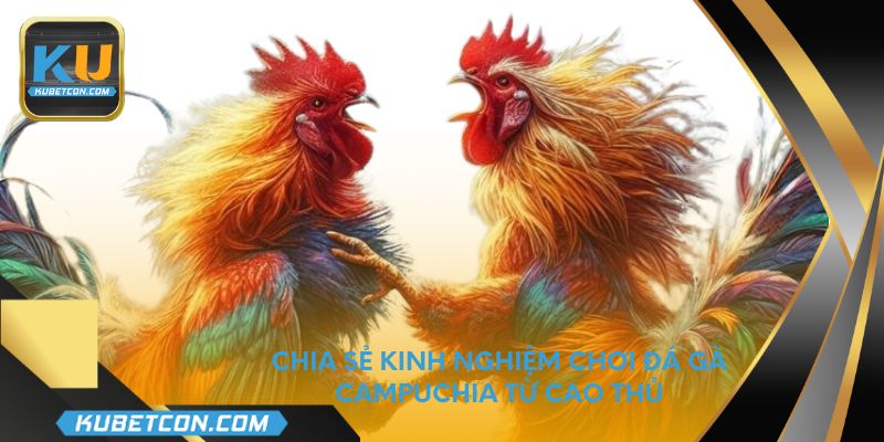 Chia sẻ kinh nghiệm chơi đá gà Campuchia từ cao thủ