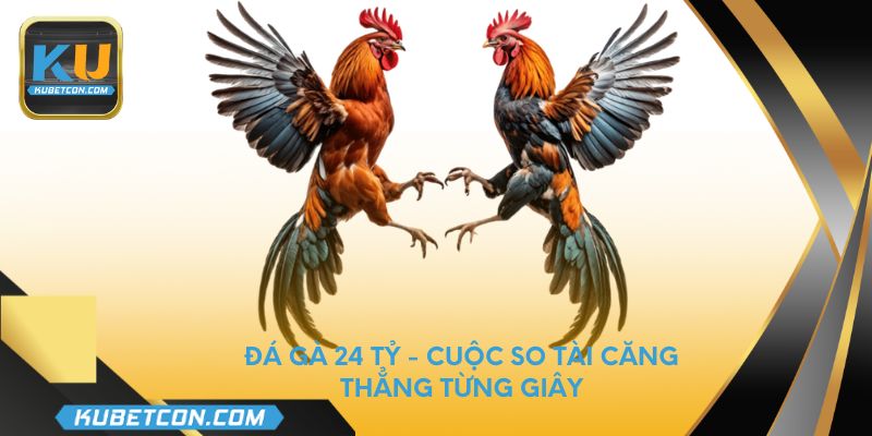 Đá gà 24 tỷ - Cuộc so tài căng thẳng từng giây